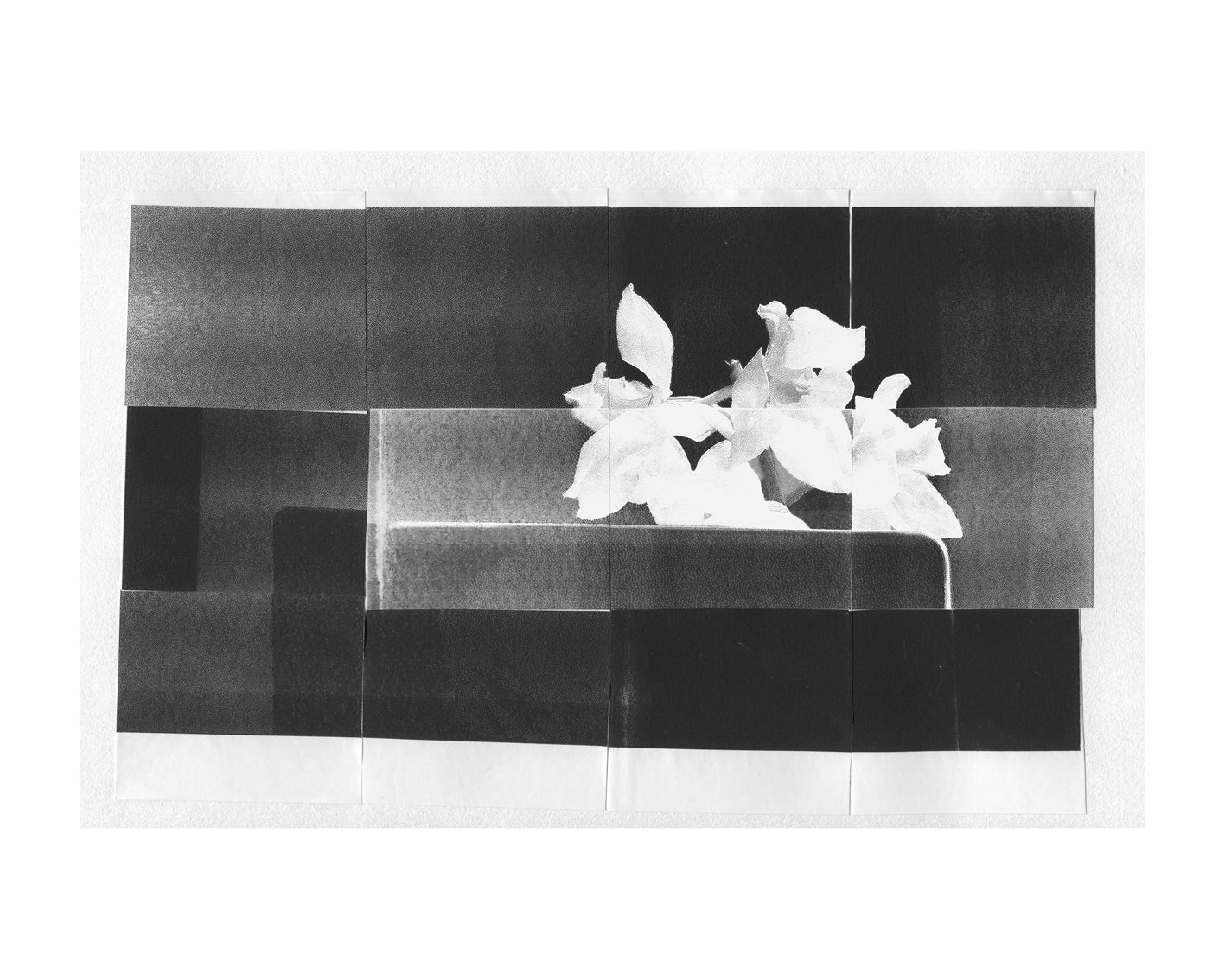 "orchidée chagrin no.1"